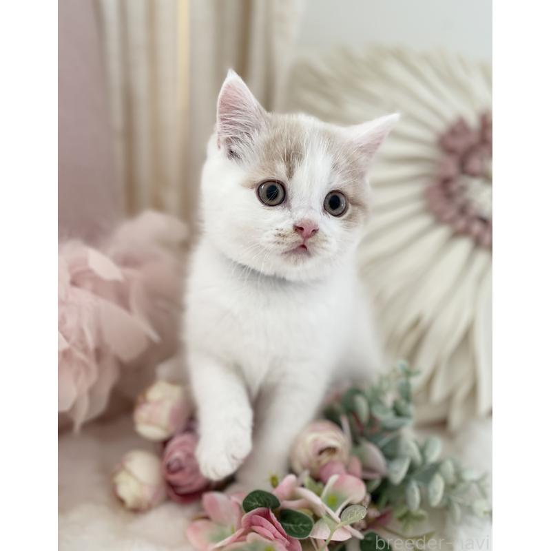 販売中の大阪府のブリティッシュショートヘア-131256の2枚目