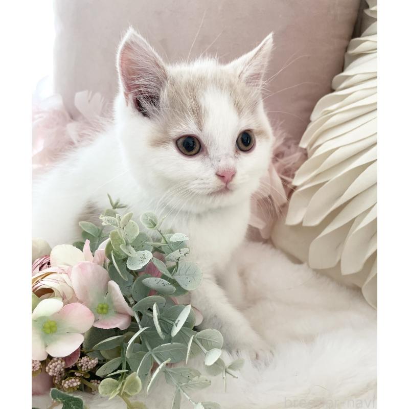 販売中の大阪府のブリティッシュショートヘア-131100の9枚目