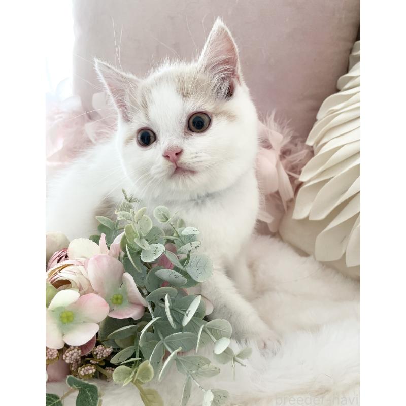 販売中の大阪府のブリティッシュショートヘア-131100の7枚目