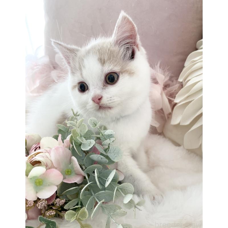 販売中の大阪府のブリティッシュショートヘア-131100の6枚目