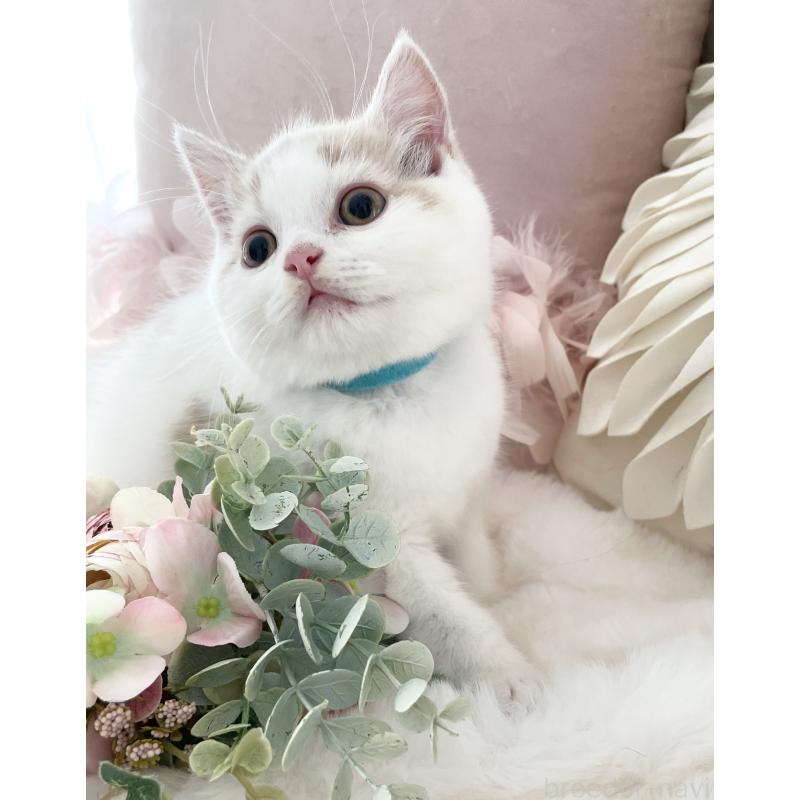 販売中の大阪府のブリティッシュショートヘア-131100の4枚目