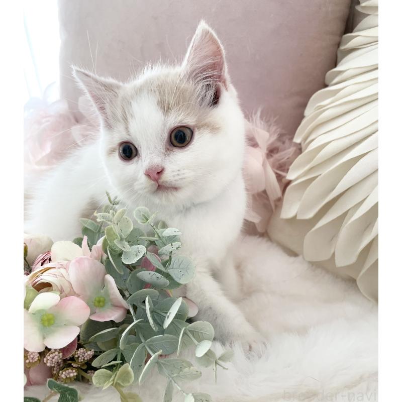 販売中の大阪府のブリティッシュショートヘア-131100の3枚目