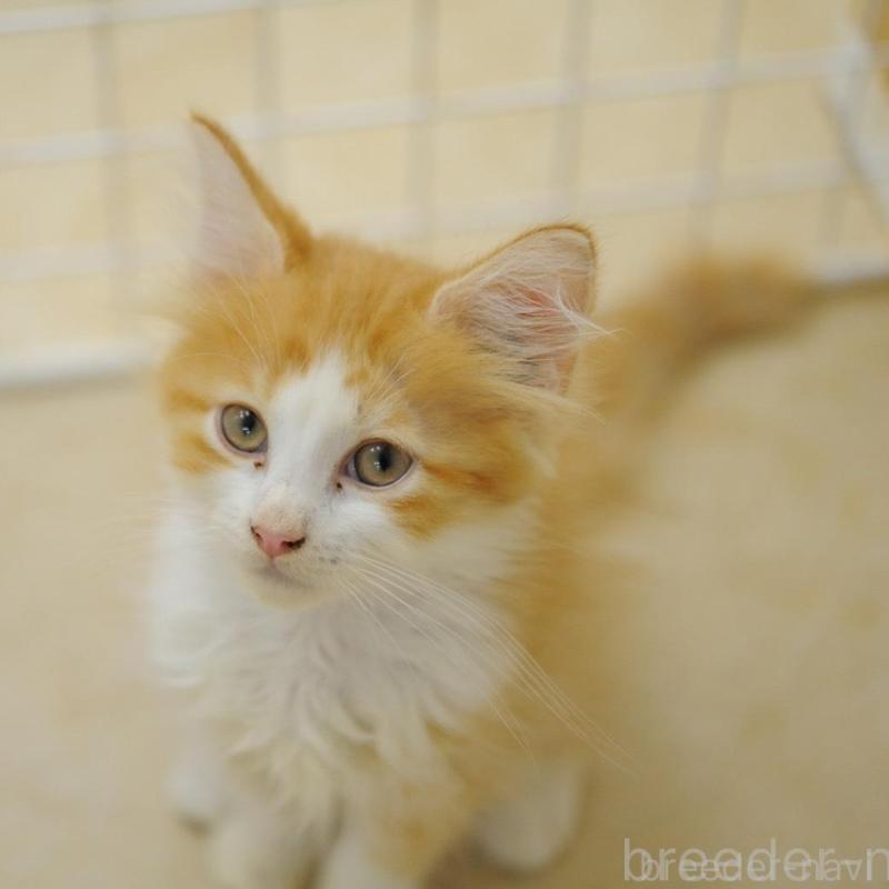 成約済の東京都のサイベリアン-133905の1枚目