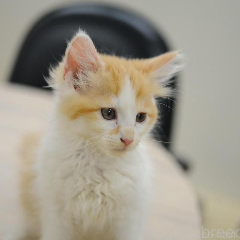 成約済の東京都のサイベリアン-133906の1枚目