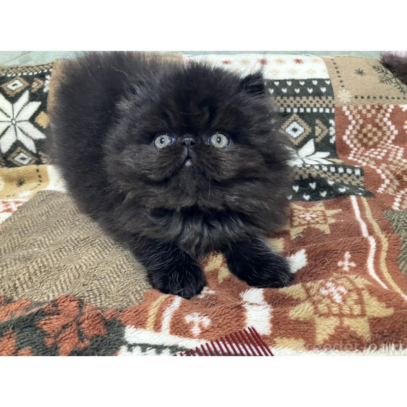 販売中の京都府のエキゾチックショートヘア-133908の10枚目