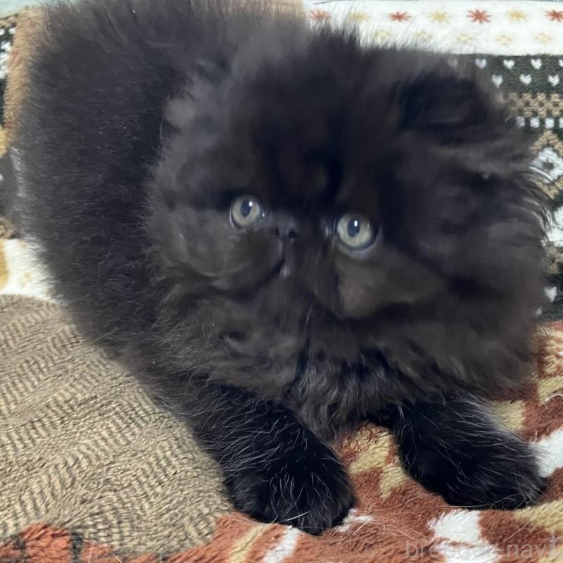 販売中の京都府のエキゾチックショートヘア-133908の9枚目