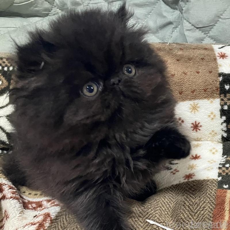 販売中の京都府のエキゾチックショートヘア-133908の8枚目