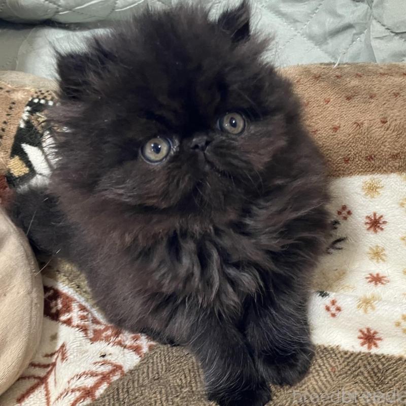 販売中の京都府のエキゾチックショートヘア-133908の7枚目