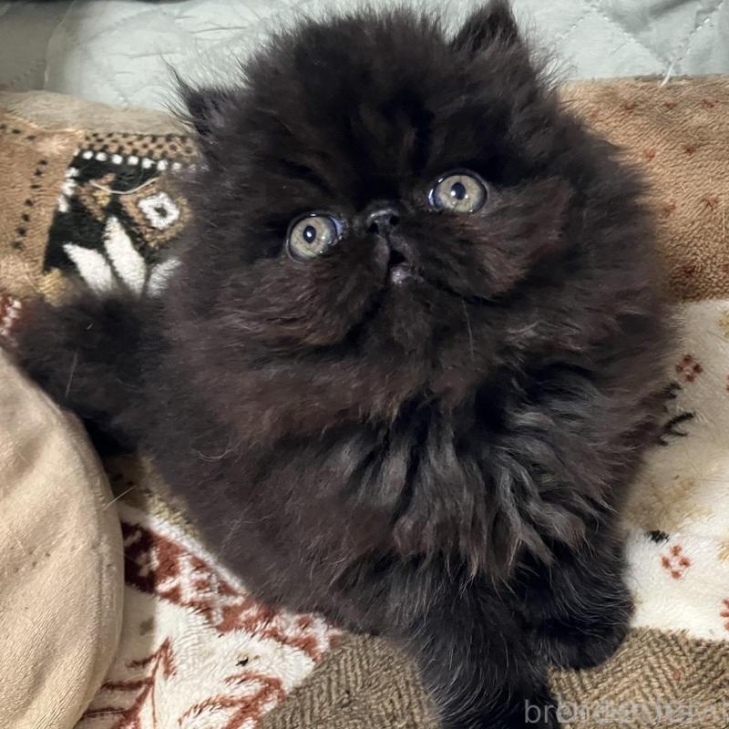 販売中の京都府のエキゾチックショートヘア-133908