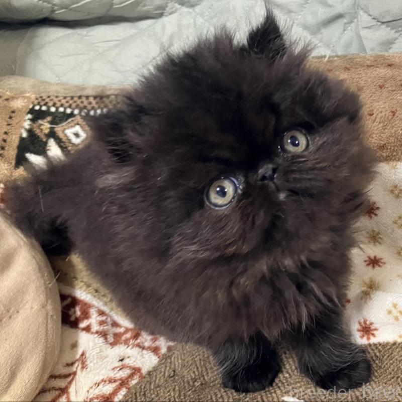 販売中の京都府のエキゾチックショートヘア-133908の6枚目