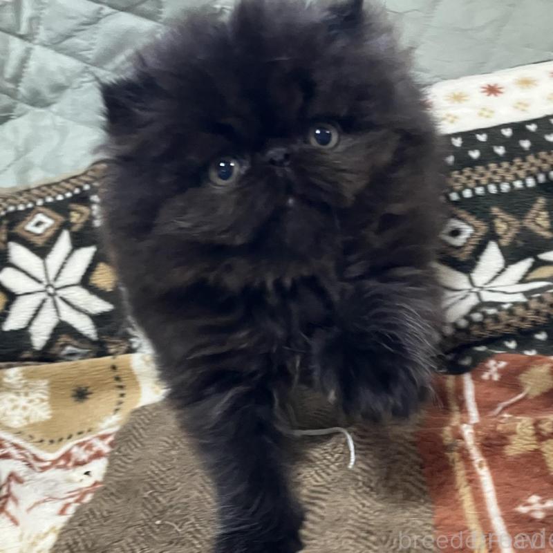 販売中の京都府のエキゾチックショートヘア-133908の5枚目