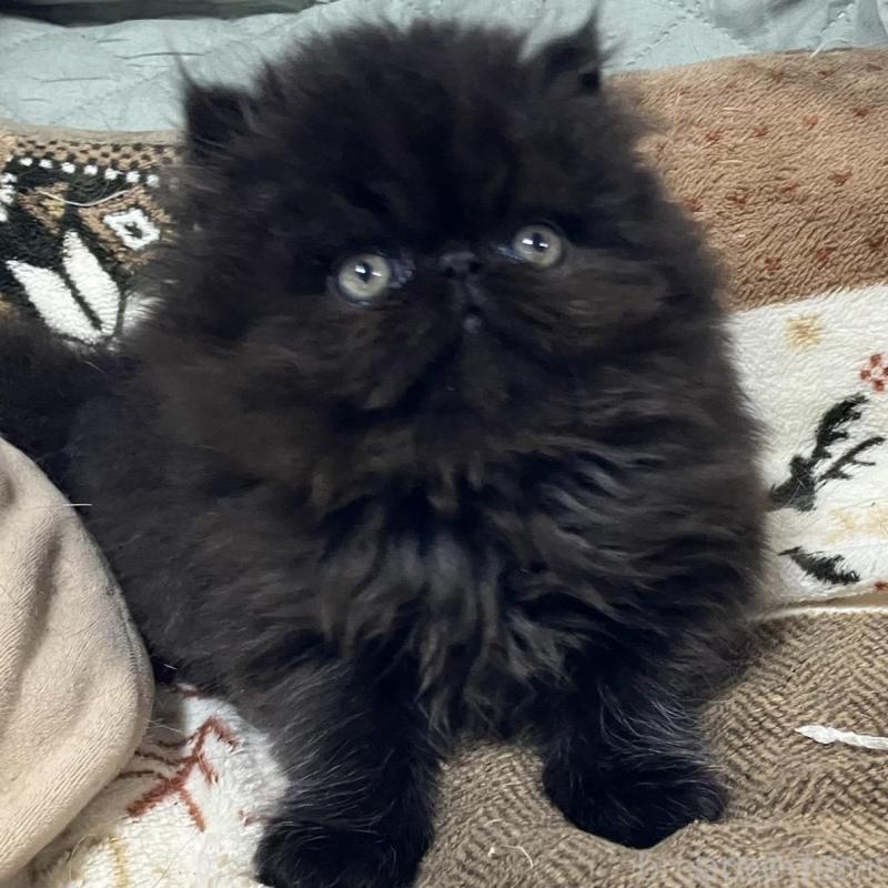 販売中の京都府のエキゾチックショートヘア-133908の4枚目