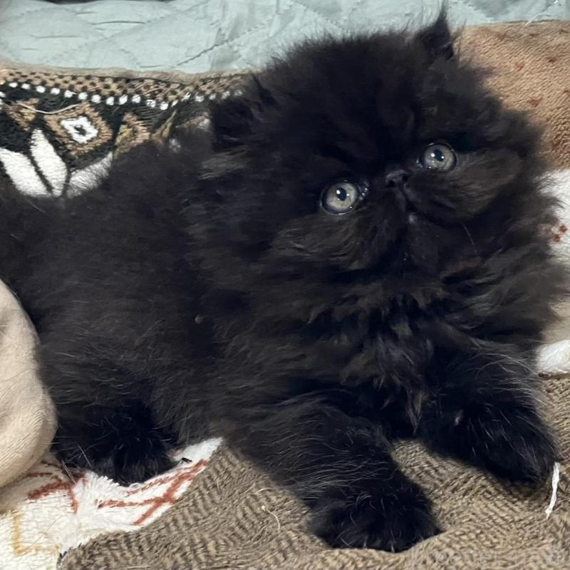 販売中の京都府のエキゾチックショートヘア-133908の3枚目