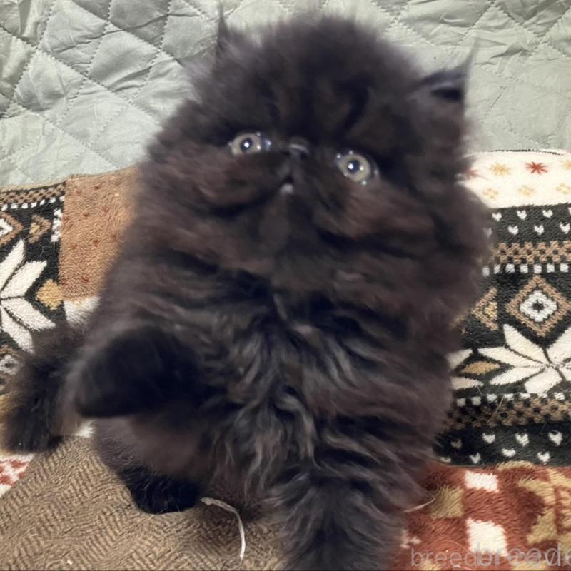 販売中の京都府のエキゾチックショートヘア-133908の2枚目