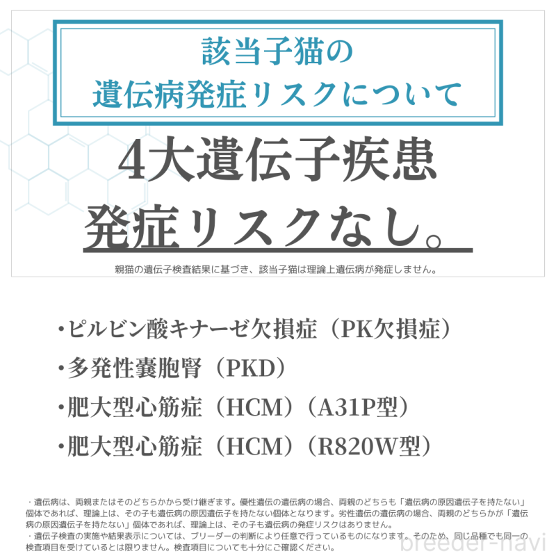 商談中の茨城県のマンチカン-133909の2枚目
