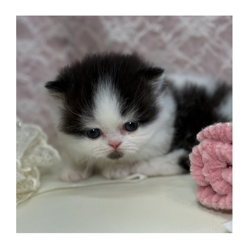 販売中の広島県のミヌエット(短足)-133910の7枚目