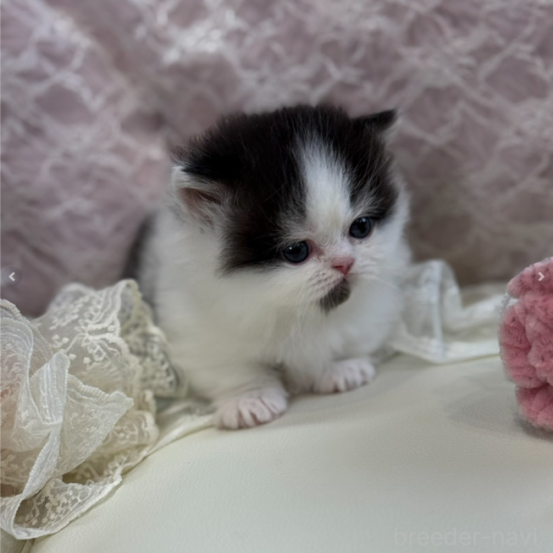 販売中の広島県のミヌエット(短足)-133910の6枚目