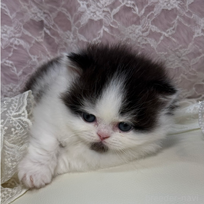 販売中の広島県のミヌエット(短足)-133910の5枚目