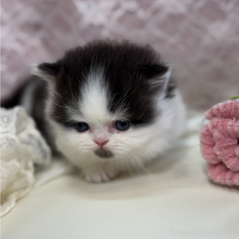 販売中の広島県のミヌエット(短足)-133910の3枚目