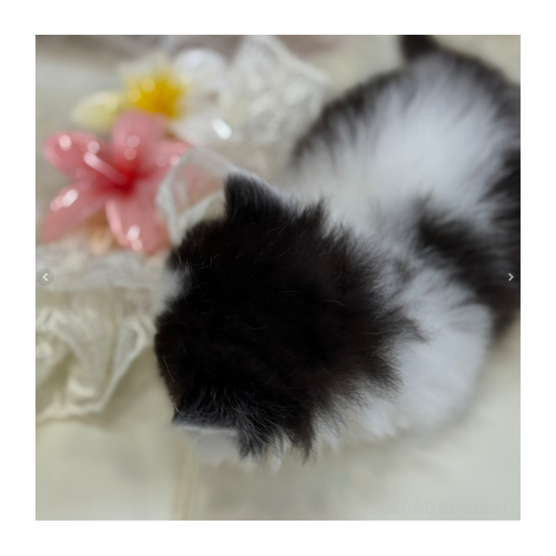 販売中の広島県のミヌエット(短足)-133910の2枚目