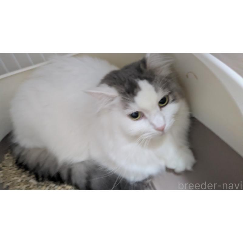 販売中の大阪府のマンチカン-124587の2枚目