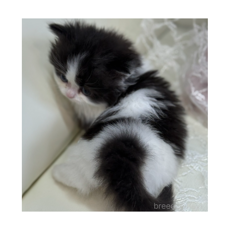 販売中の広島県のミヌエット(短足)-133911の9枚目