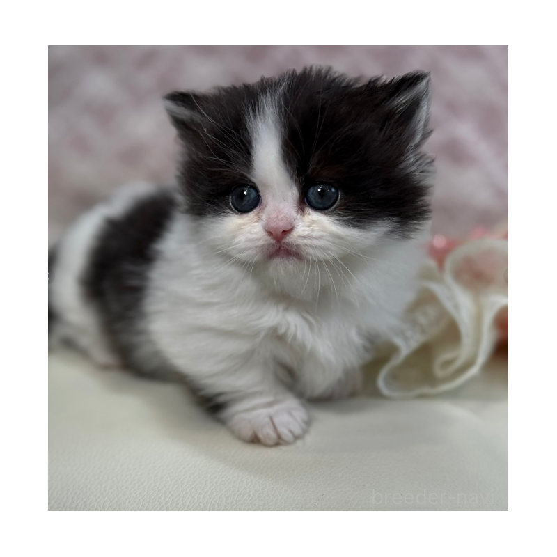 販売中の広島県のミヌエット(短足)-133911の8枚目