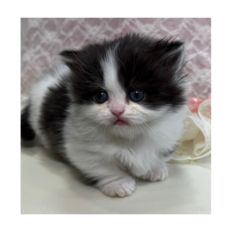 販売中の広島県のミヌエット(短足)-133911の7枚目