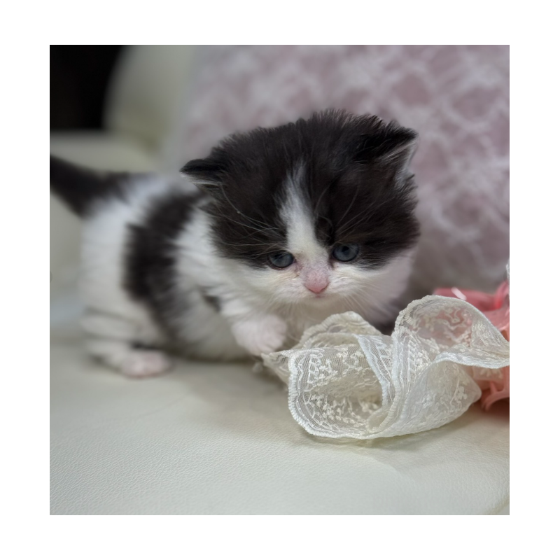 販売中の広島県のミヌエット(短足)-133911の6枚目