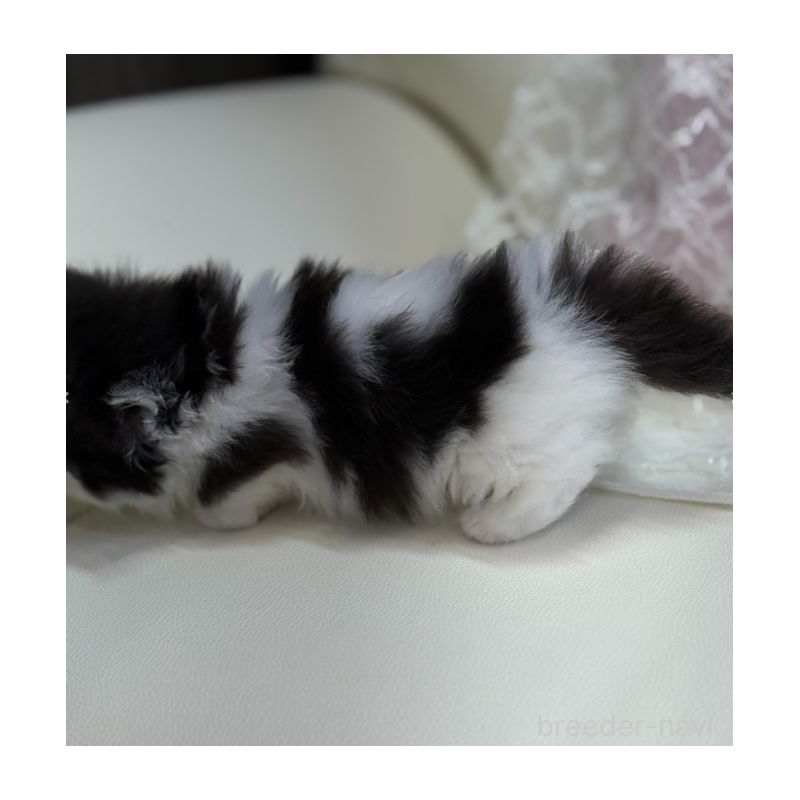 販売中の広島県のミヌエット(短足)-133911の5枚目