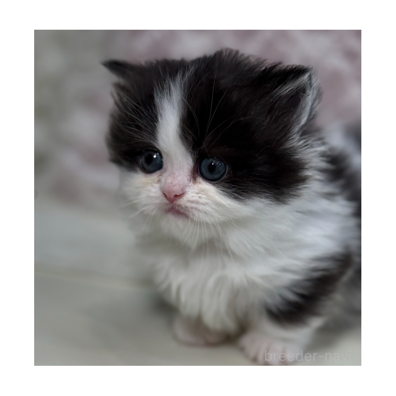 販売中の広島県のミヌエット(短足)-133911の4枚目