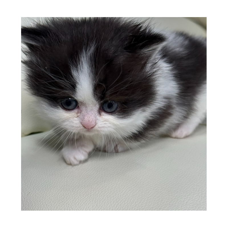 販売中の広島県のミヌエット(短足)-133911の3枚目