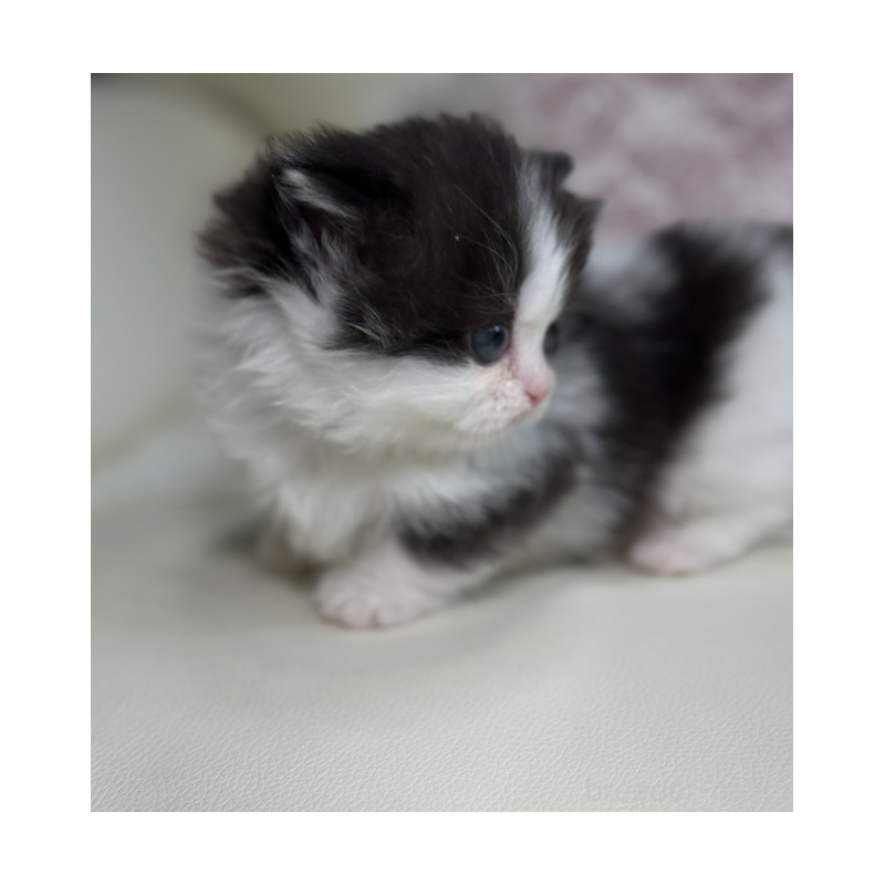 販売中の広島県のミヌエット(短足)-133911の2枚目