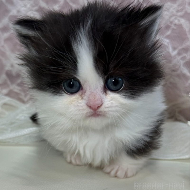 販売中の広島県のミヌエット(短足)-133911