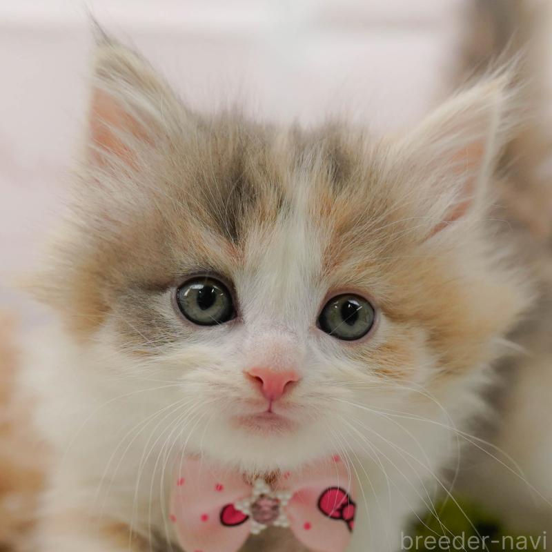 販売中の神奈川県のノルウェージャンフォレストキャット-133913の1枚目