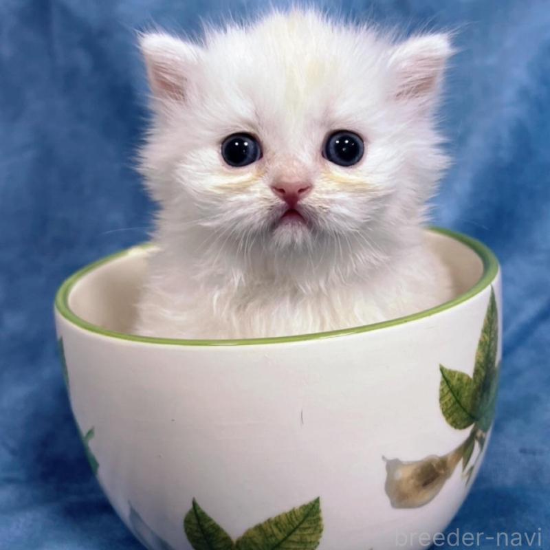 販売中の千葉県のサイベリアン-133914