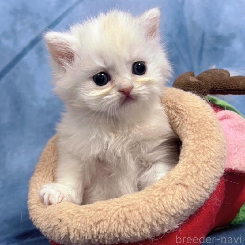 販売中の千葉県のサイベリアン-133914の10枚目