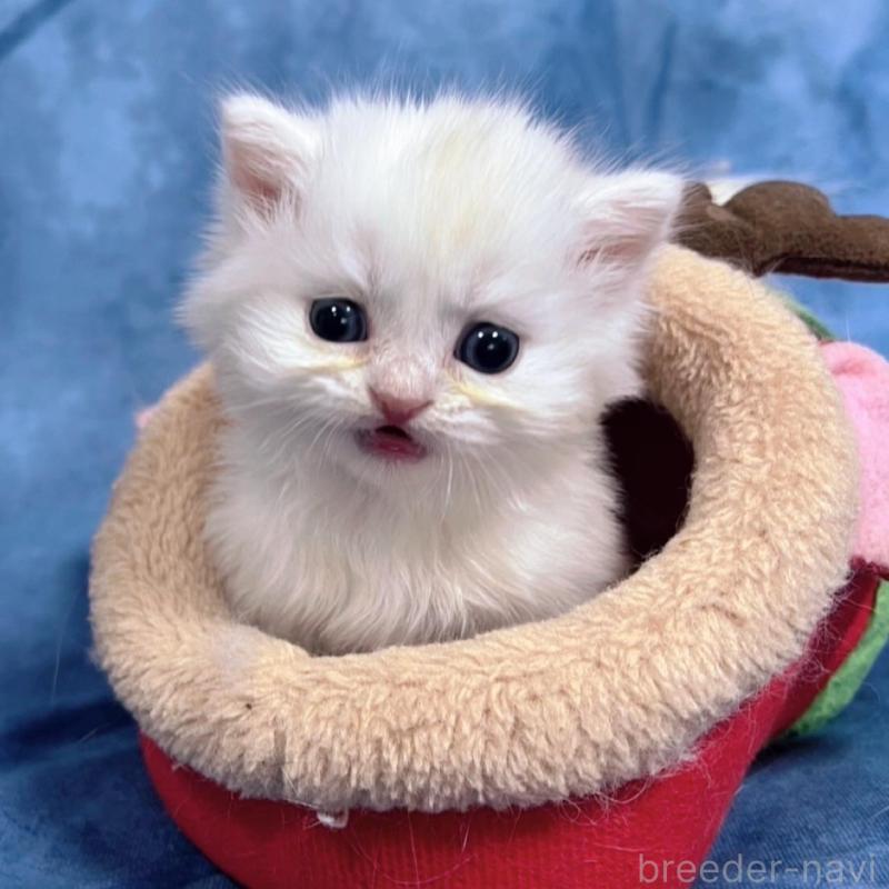 販売中の千葉県のサイベリアン-133914の9枚目