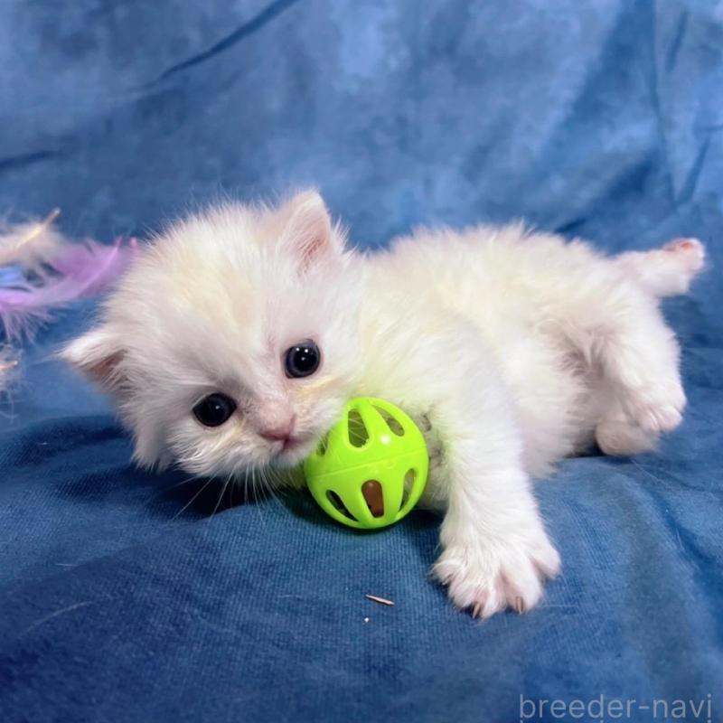 販売中の千葉県のサイベリアン-133914の8枚目