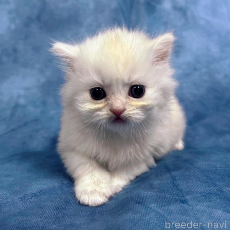 販売中の千葉県のサイベリアン-133914の7枚目