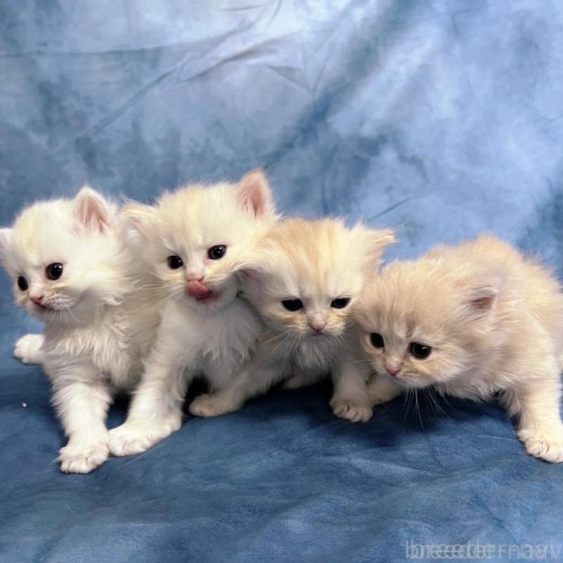 販売中の千葉県のサイベリアン-133914の6枚目