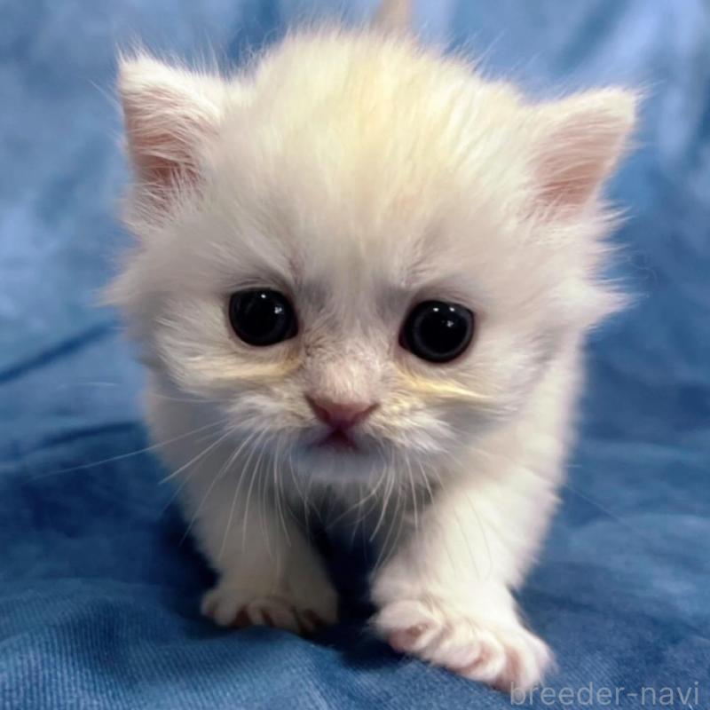 販売中の千葉県のサイベリアン-133914の5枚目