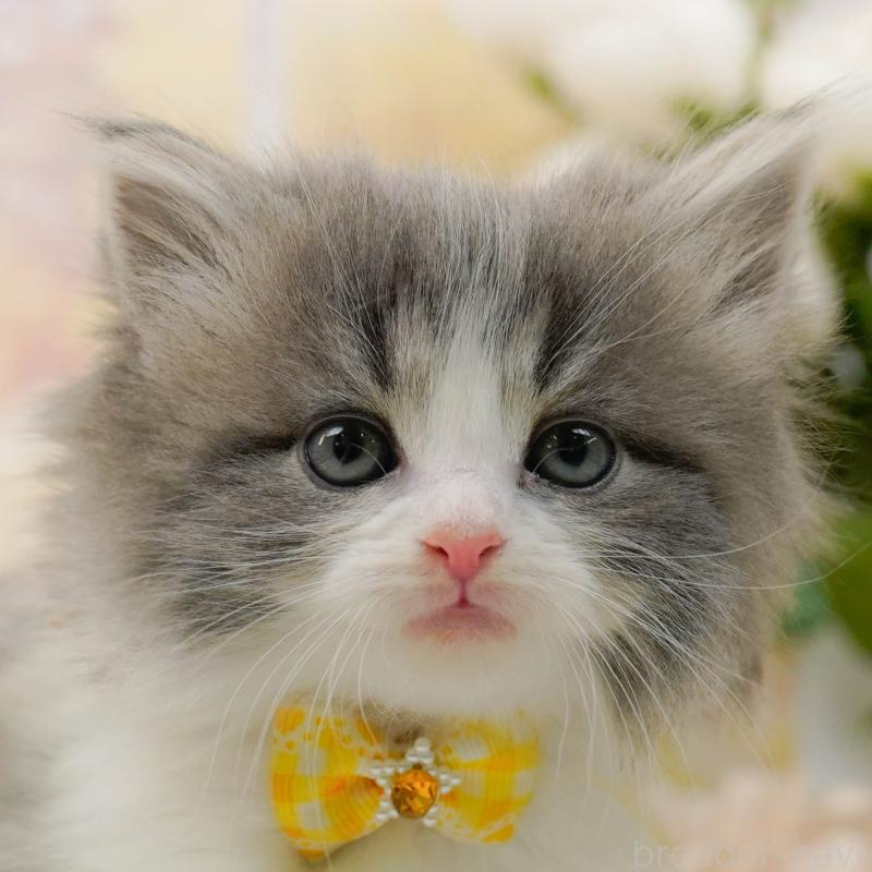 販売中の神奈川県のノルウェージャンフォレストキャット-133916