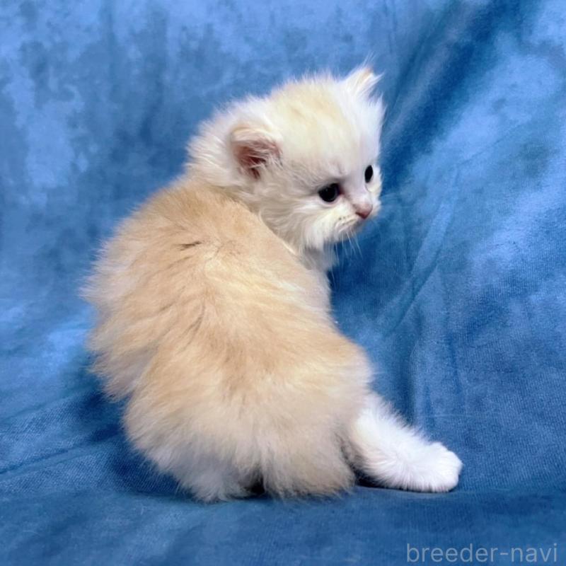 販売中の千葉県のサイベリアン-133917の13枚目