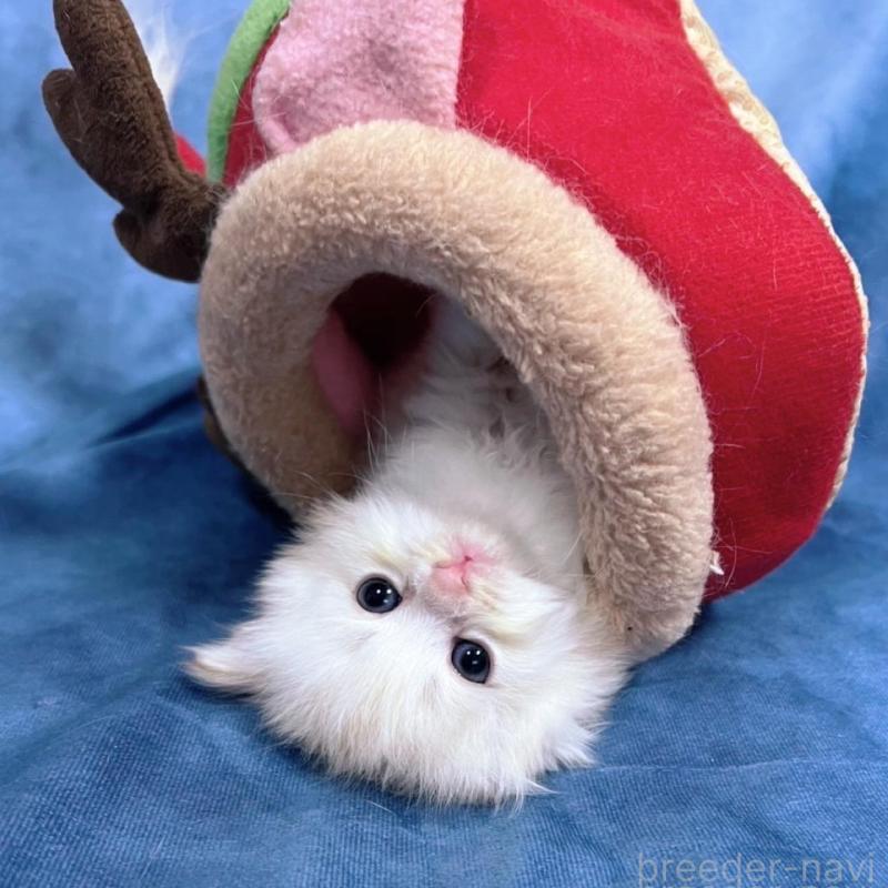 販売中の千葉県のサイベリアン-133917の12枚目