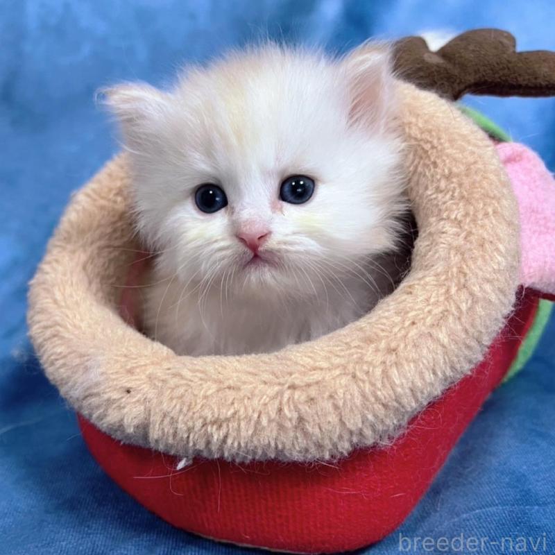 販売中の千葉県のサイベリアン-133917の1枚目