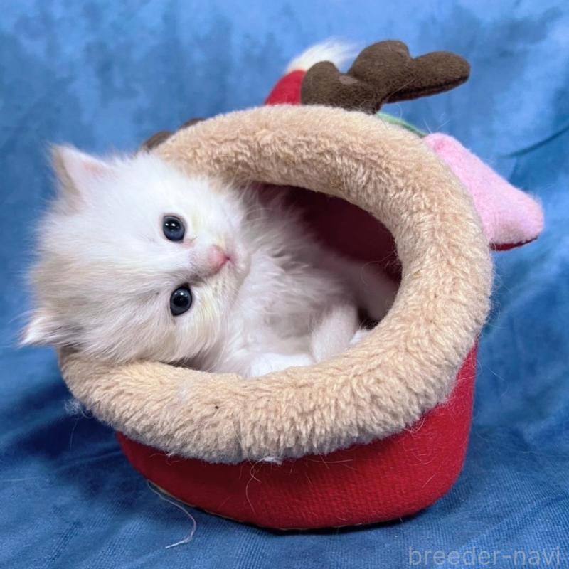 販売中の千葉県のサイベリアン-133917の11枚目