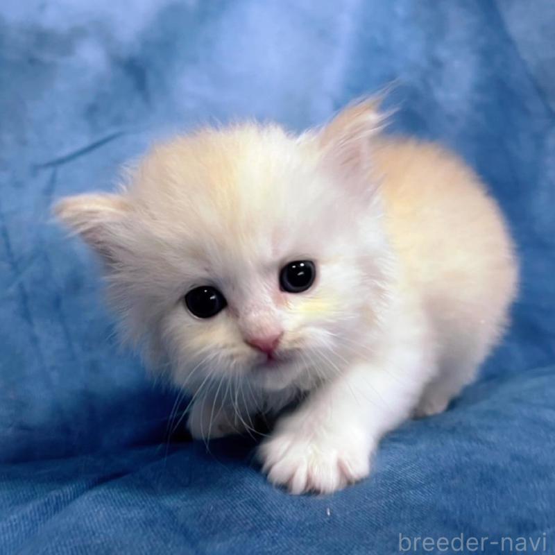 販売中の千葉県のサイベリアン-133917の10枚目