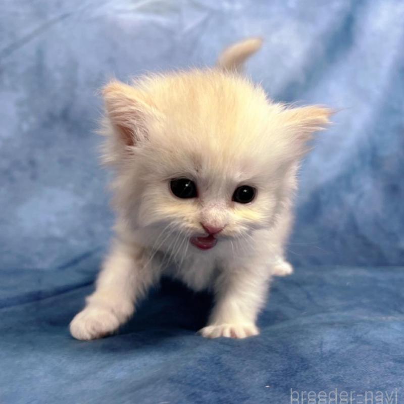 販売中の千葉県のサイベリアン-133917の9枚目