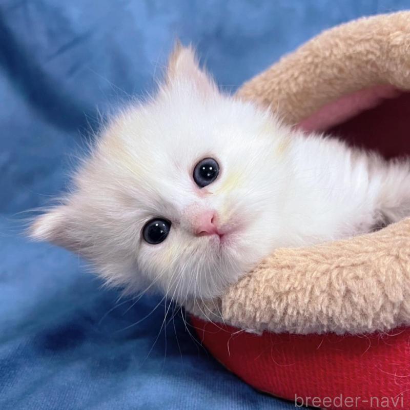 販売中の千葉県のサイベリアン-133917の8枚目